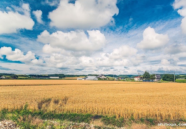 性诱虫情测报灯功能介绍