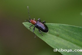 虫情测报灯的使用目的