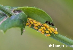 虫情测报灯的作用