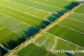 新疆阿克苏：应用太阳能杀虫灯防治农田虫害！