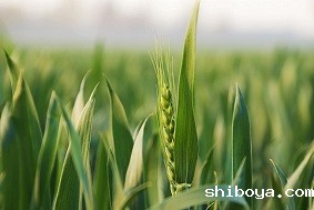 绿色防控设备，让河北麦田更绿！