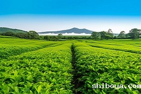 太阳能杀虫灯的杀虫原理