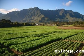 太阳能杀虫灯多少钱一台