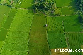 浙江：创新投融资模式 赋能高标准农田建设