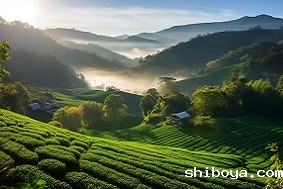 茶园智能虫情测报灯介绍