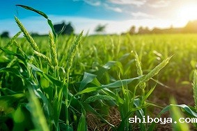 叶面积测定仪介绍