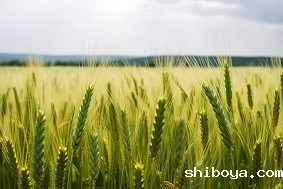 高标准农田建设标准及其重要性