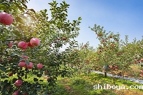 智慧果园的建设与注意事项