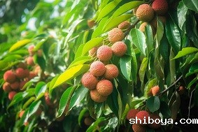 智慧果园的优势与未来发展