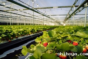 一套智能温室大棚系统多少钱