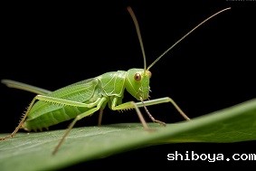 智能虫情测报系统介绍