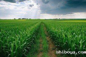 什么是高标准农田？