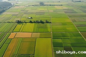 高标准农田特征有哪些