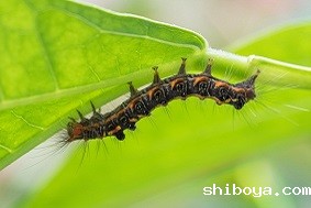 自动虫情测报灯优势介绍