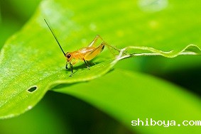 自动虫情测报灯特点介绍