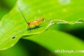 太阳能虫情测报灯介绍