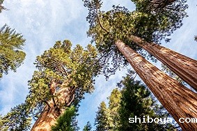 松材线虫分离器：价格与效益兼得的18LUCK官网