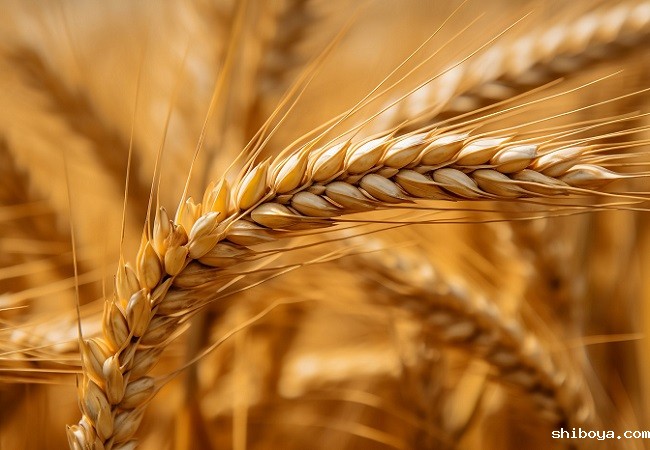 小麦.jpg