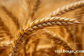 什么是高标准农田，它是如何建设的？