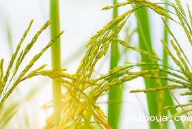 水稻常见病虫害的防治方法