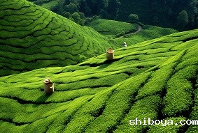 建设智慧茶园需要注意什么？