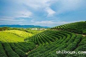 智慧茶园管理系统介绍