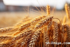 物联网虫情测报灯应用领域介绍