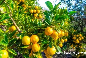 建设智慧果园要多少钱