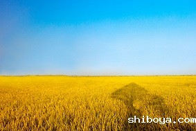 自动虫情测报灯介绍