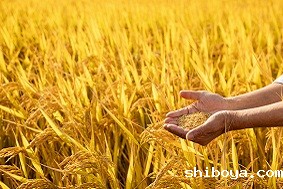 水稻病虫害防治方案有哪些优势