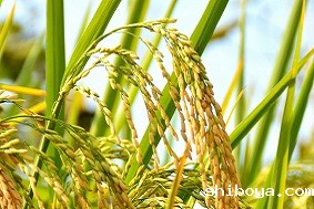 水稻病虫害防治需要注意什么