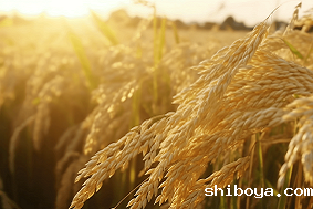 水稻虫情测报灯介绍