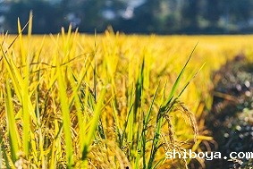 水稻虫情测报灯厂家选择指南