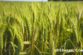 小麦赤霉病监测系统组成部分介绍