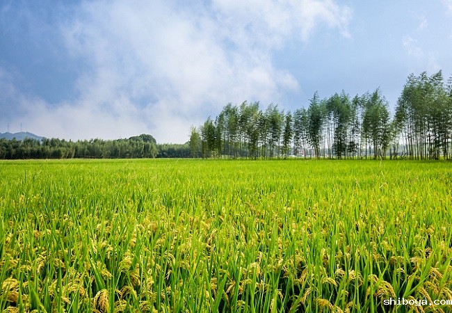 水稻病虫害防治方案介绍