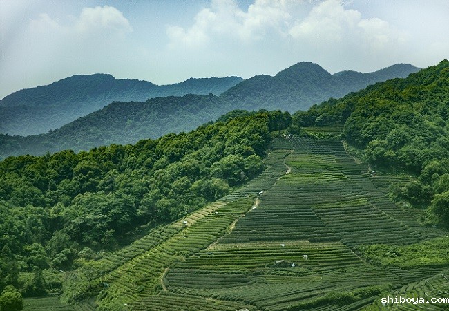 智慧茶园系统介绍