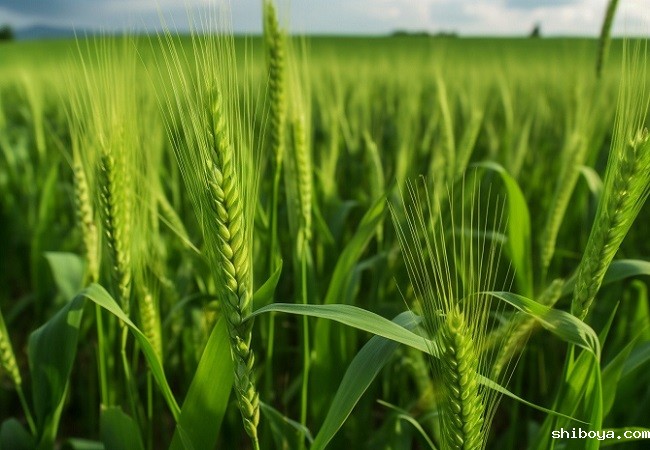小麦田.jpg