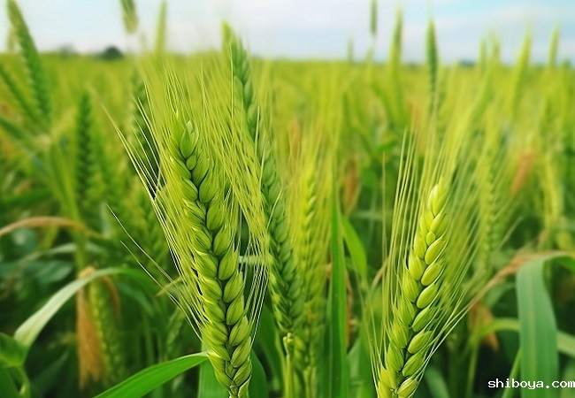 智能孢子捕捉仪优势介绍