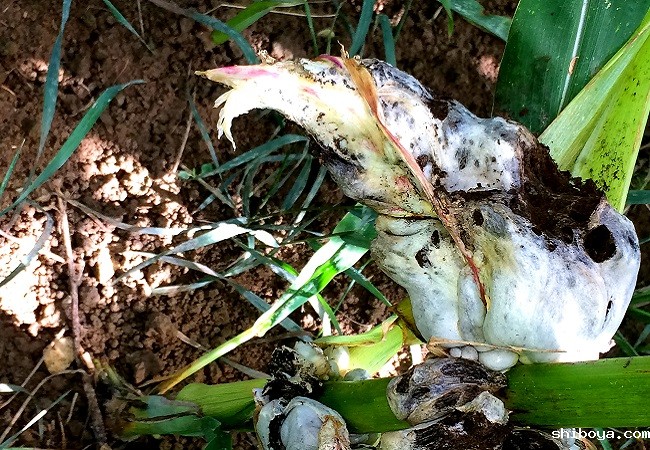 玉米大斑病监测系统特点介绍