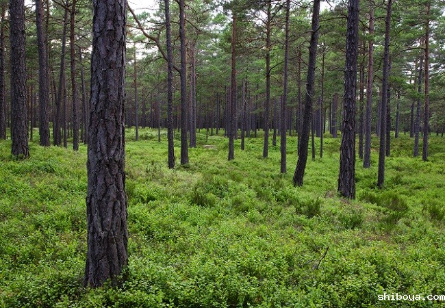 松林 (2).jpg